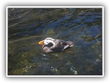 Puffin at the Aquarium