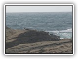 Seals at Devils Punch Bowl