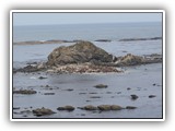 Simpson Reef Sea Lions & Seals