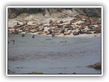 Simpson Reef Sea Lions & Seals