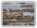 Simpson Reef Sea Lions & Seals