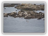 Simpson Reef Sea Lions & Seals