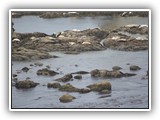 Simpson Reef Sea Lions & Seals