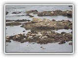 Simpson Reef Sea Lions & Seals