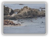 Simpson Reef Sea Lions