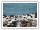 Brandt's cormorant at Yaquina