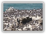 Common Murre at Yaquina