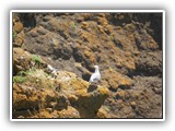 Sea Gull at Yaquina