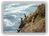 Common Murre at Yaquina