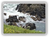 Seals at Yaquina