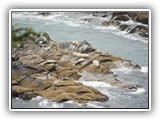 Seals at Yaquina