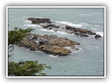 Seals at Yaquina