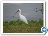 White Ibis