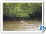 Roseate Spoonbill