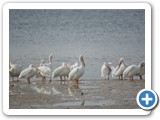 White Pelicans