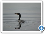 Cormorant