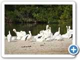 White Pelicans