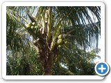 Coconut Palm