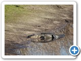 Myakka State Park Alligator