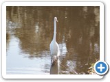 Egret