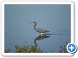 Tri-color Heron