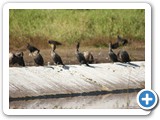 Anhinga & Coromants