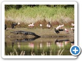 Alligators & Spoonbills