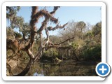 Ibis in Moss Tree