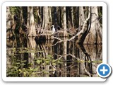 Great White Egret