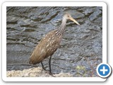 Limpkin at Ortona Campground