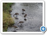 Limpkin at Ortona Campground