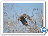 Red shouldered Hawk