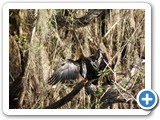 Anhinga