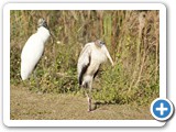 Wood Stork