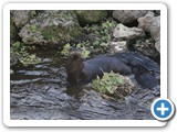 Mom & Two Pup Otters