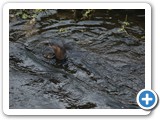 Mom & Two Pup Otters