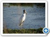 Wood Stork