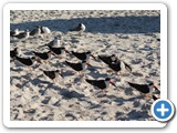 Black Skimmer near Crystal River