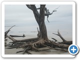 Driftwood Beach on Jekyll Island