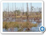 Okefenokee National Wildlife Refuge