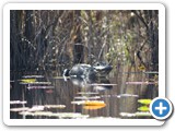 Okefenokee National Wildlife Refuge