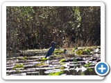 Okefenokee National Wildlife Refuge