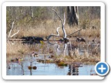 Okefenokee National Wildlife Refuge