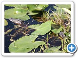 Okefenokee National Wildlife Refuge