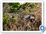 Okefenokee National Wildlife Refuge