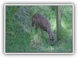 Cape Disappointment Deer