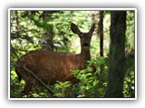 Deer in North Cascades