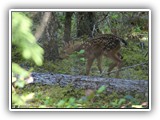 Deer in North Cascades