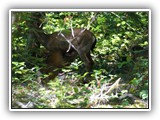 Deer in North Cascades