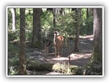 Deer in North Cascades